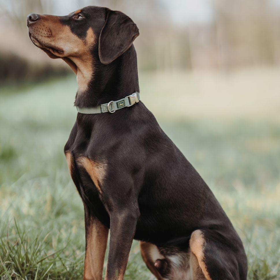 Hunter: ошейник для собак, ALU-Strong Inari S (30-45 см), нейлон, с металлической застежкой, оливковый